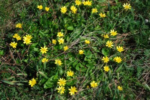 gule blomster